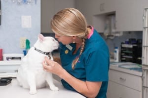 Loving Care at the Cat Animal Hospital in St Petersburg FL
