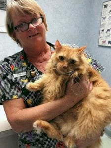 Vet Tech - Bonnie with Sunny the Cat